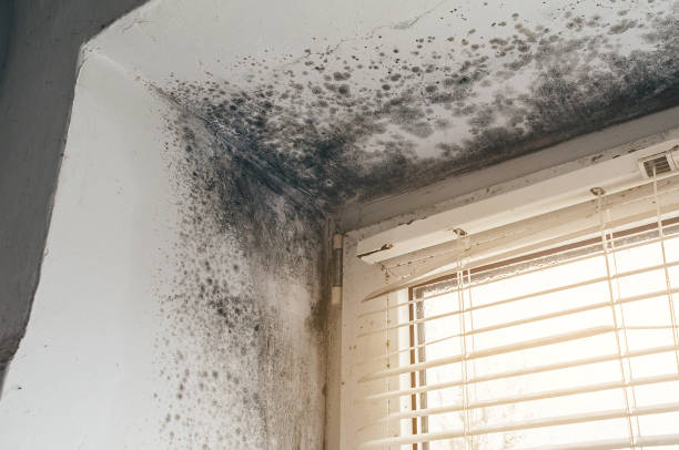 Affordable Commercial Mold Remediation solutions in Myersville, MD